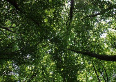 Jamnik, krošnje dreves