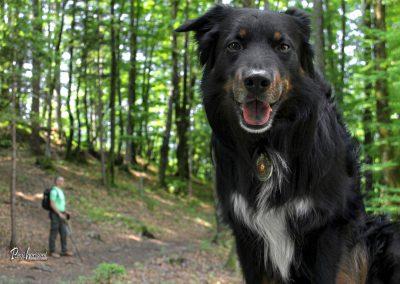 Jamnik, Pasji horizont, kamera look