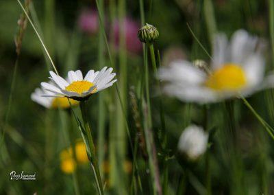 Jamnik, travniki marjetic