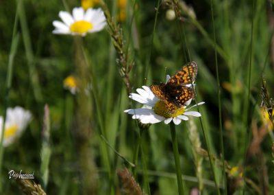 Jamnik, marjetice, metulj