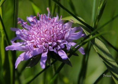Jamnik, njivsko grabljišče