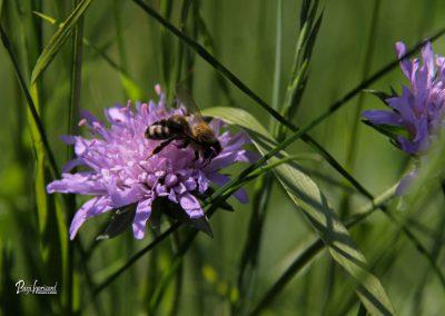 Jamnik, njivsko grabljišče, čebela