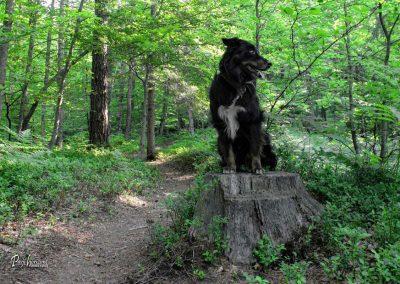 Jamnik, Pasji horizont, gozd na poti iz Nemilj