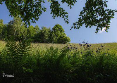 Jamnik, travnik ob poti iz Nemilj