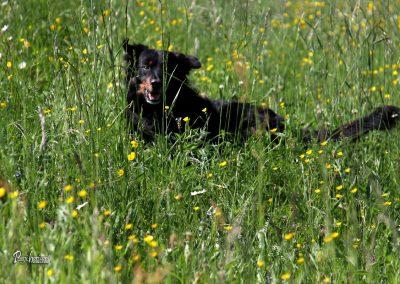 Jamnik, Pasji horizont, pasja igra v travi