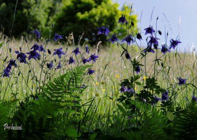 Jamnik, travnik, rožce