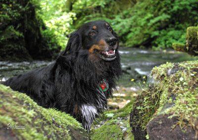 Slap Šum, Pasji horizont, pasja ohladitev