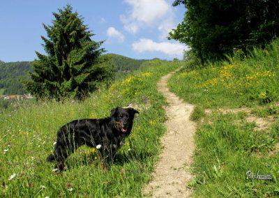 Sveti Primož in Felicijan, Jamnik, Pasji horizont, malo pred cerkvico