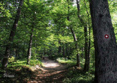 Sveti Primož in Felicijan, Jamnik, gozd, pot iz Nemilj