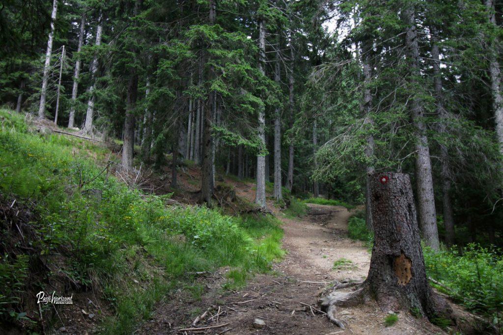 Vračanje skozi gozd na Podolševo