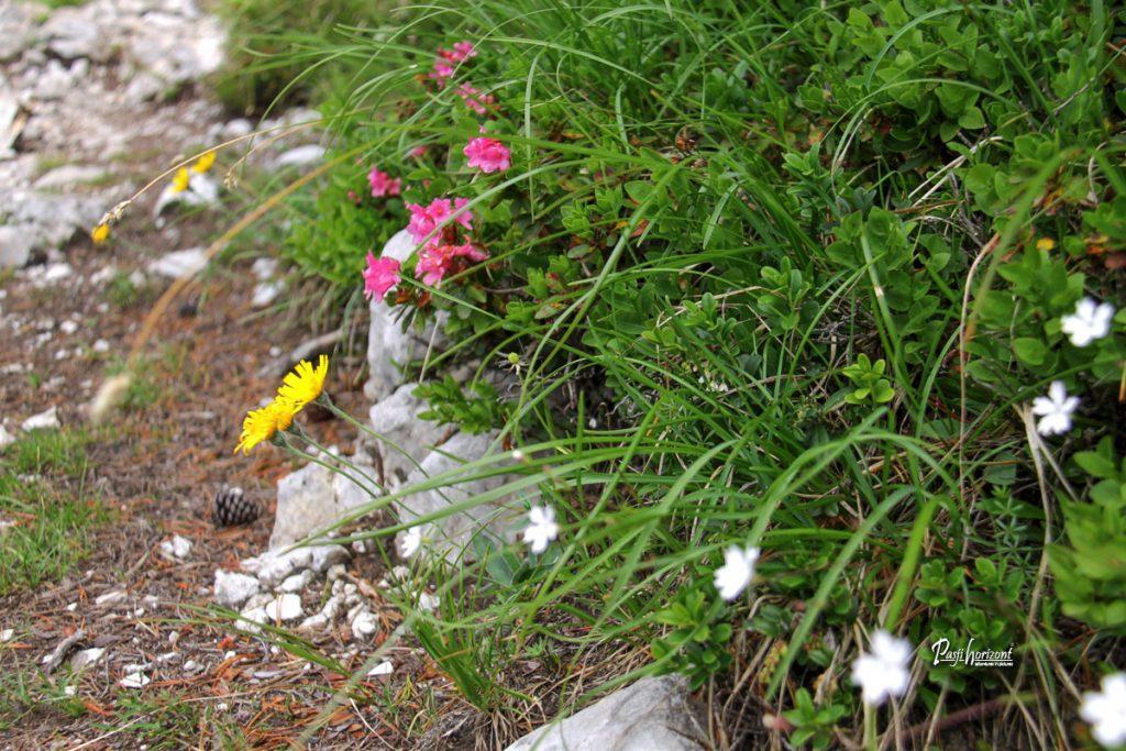 Planinska steza med gorskim cvetjem na Olševi