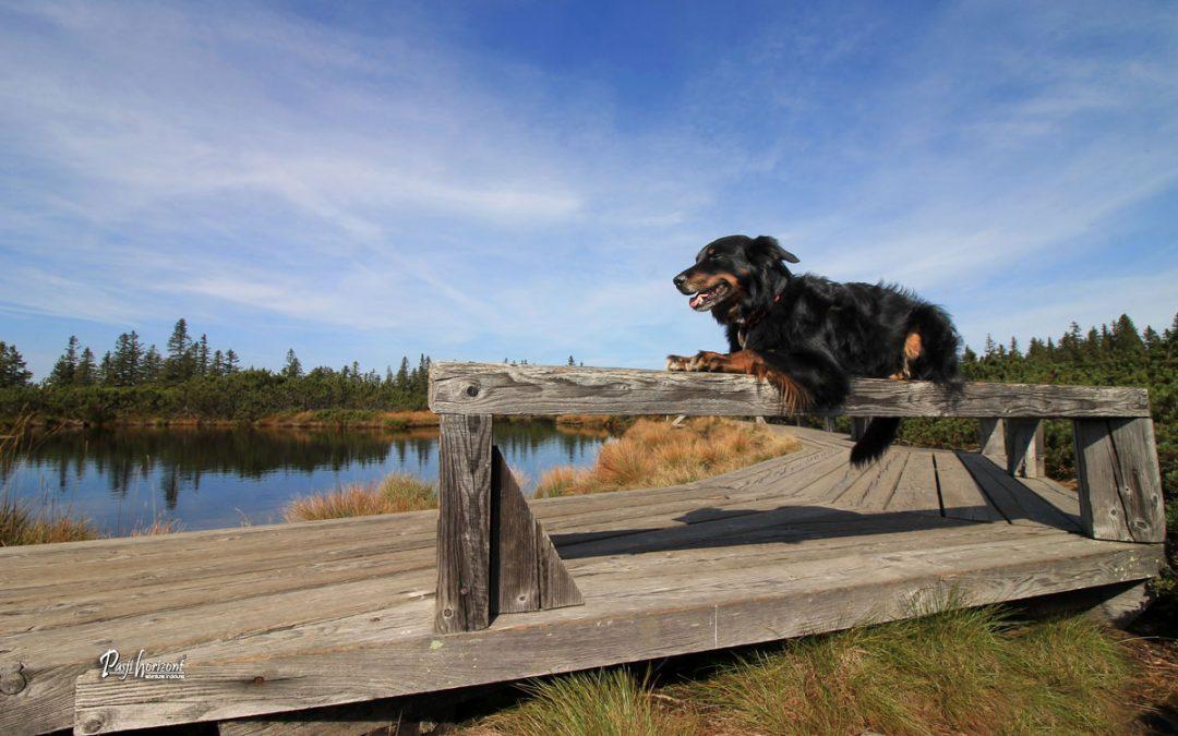 Lovrenška jezera, Ribniško Pohorje – gpx