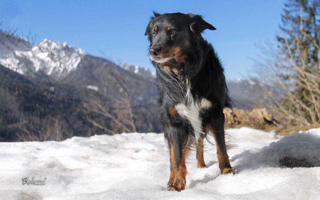 Galerše in Sava Dolinka