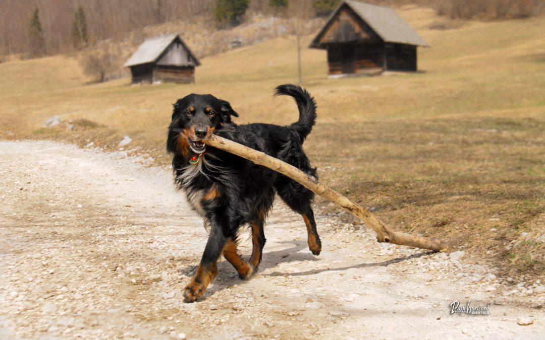 Slap Mostnice in dolina Voje – gpx