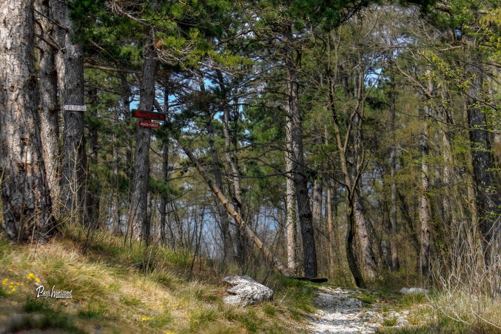 Smerokaz za Plaz in Škavnico