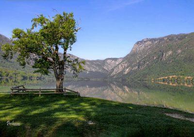 Znamenito drevo, Bohinjsko jezero