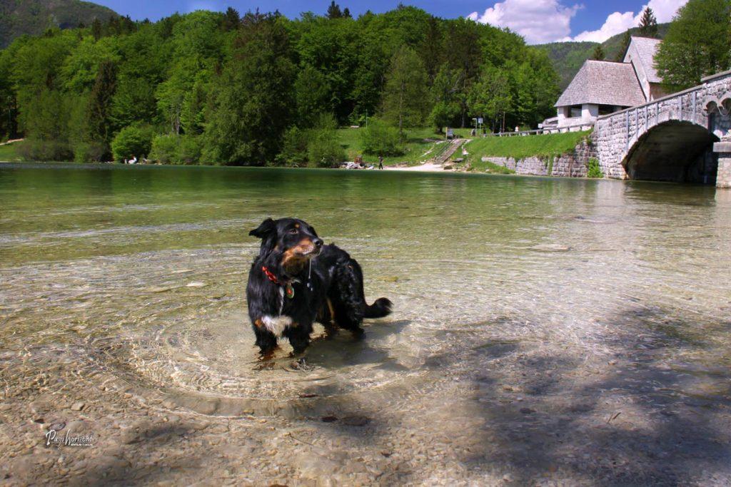 Pes v Bohinjskem jezeru pri mostu in cerkvi