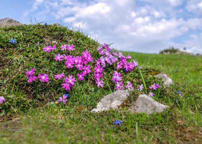 Divji klinček in Rigelj, Velika planina