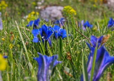 Encijan, Velika planina