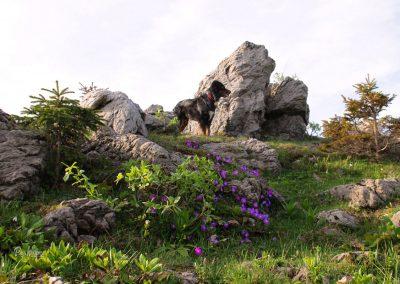 Pot mimo pašnika na Gojški planini
