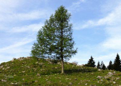 Še en osamljen na Gojški planini ;)