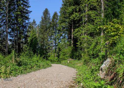 Pešpot okoli Bohinjskega jezera, gozd
