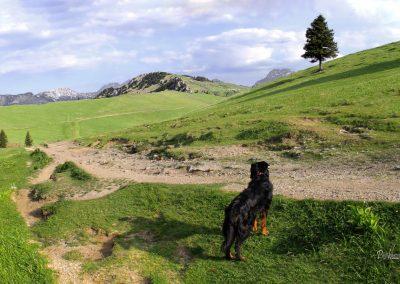 Razgled z Domžalskega doma na Gradišče, Velika planina