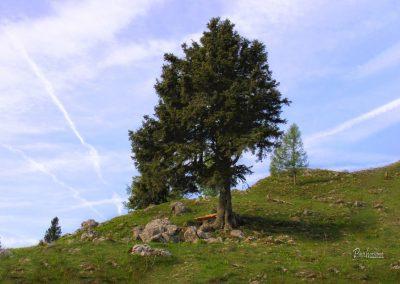 Osamelec z gugalnico, Gojška planina