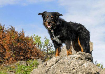 Pasji horizont, na skalci