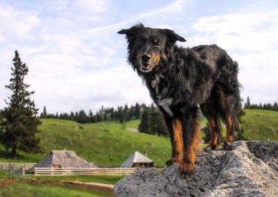 Pasji horizont, Gojška planina