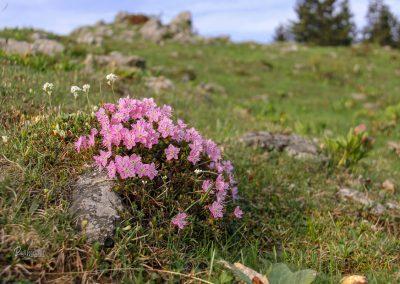 Rhododendron, Velika planina