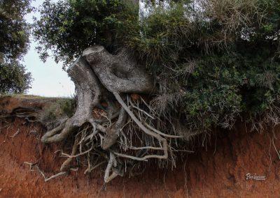 Korenina drevesa, rdeča prst