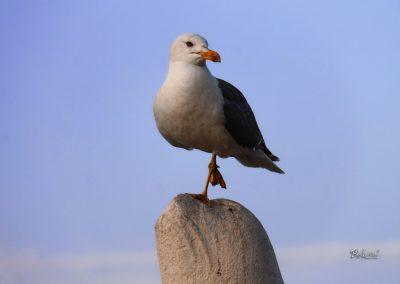 Galeb na morskem levu