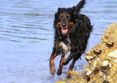 Pasji horizont, divja plaža