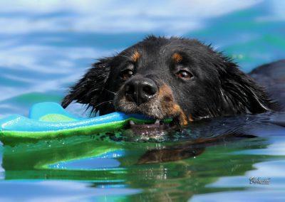 Pasji horizont, čas za plavanje in osvežitev