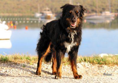 Pasji horizont, Kanalič