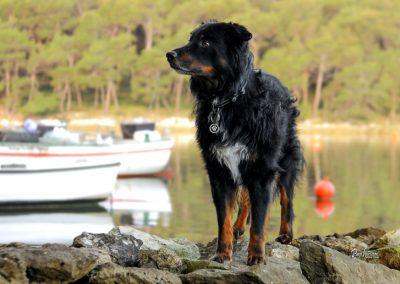 Pasji horizont, Kaštenjež