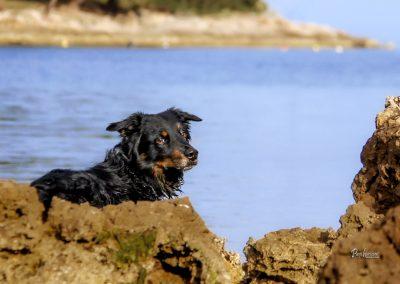 Pasji horizont, park Soline