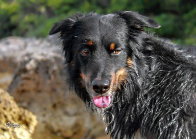 Pasji horizont, Banjole plaža