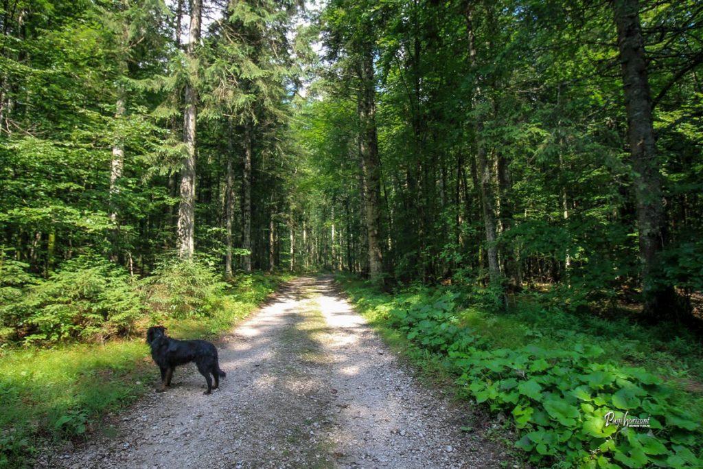 Povratek skozi gozd proti Planinskemu domu v Logarski dolini