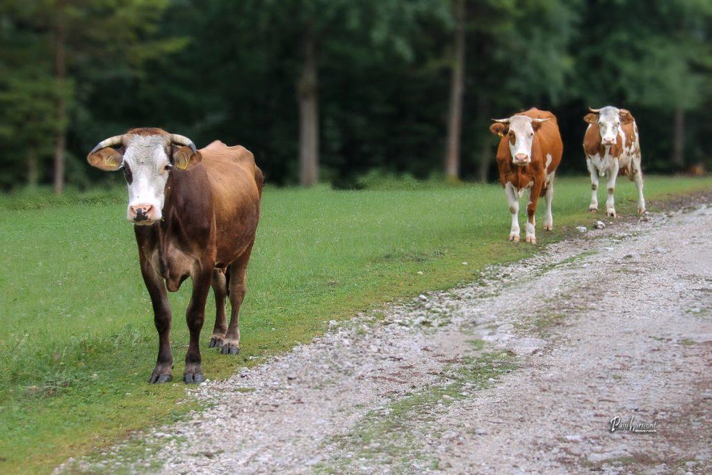 Krave gredo iz pašnika v Robanovem kotu
