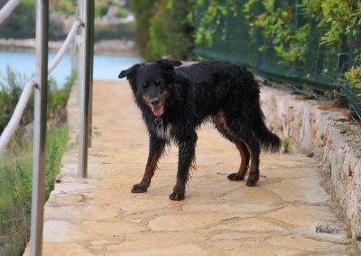 Pasji horizont, Soline