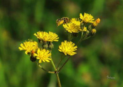 Jamnik, čebelica in Kobulasta skržolica (Hieracium umbellatum)