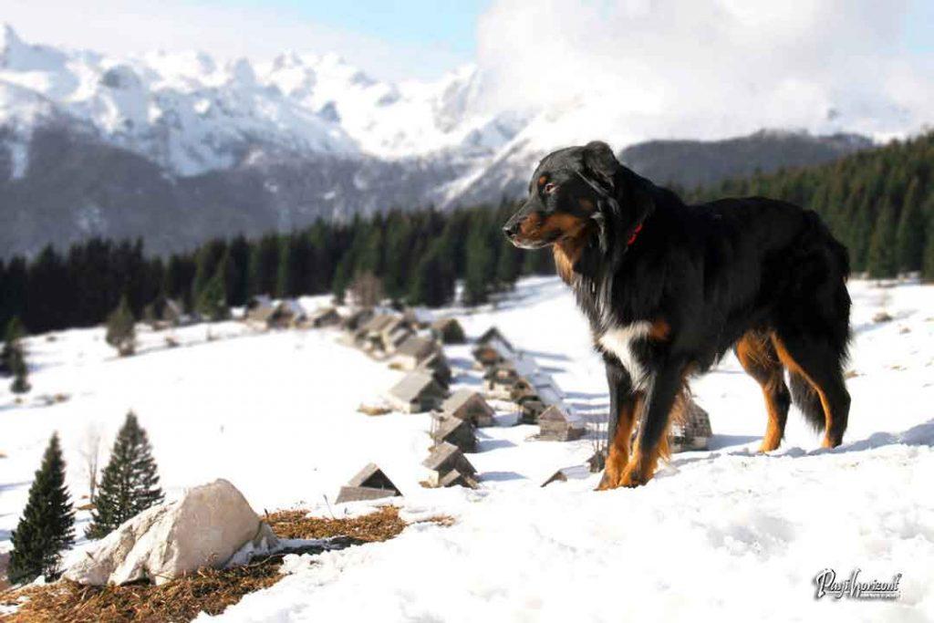 Planina Zajamniki na Pokljuki