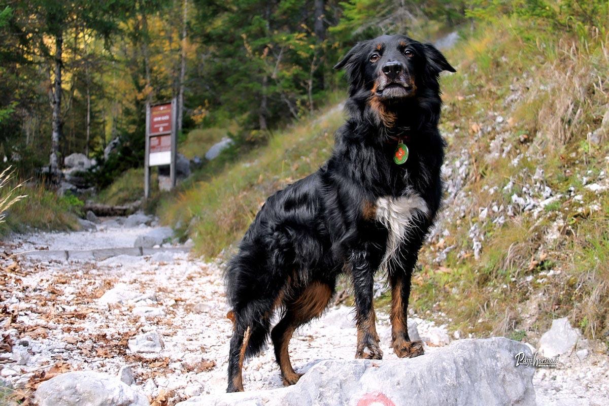 Izvir Soče, pred tablo, Trenta