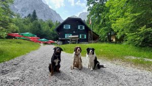 Trio adijo. Psi pri Koči v Krnici