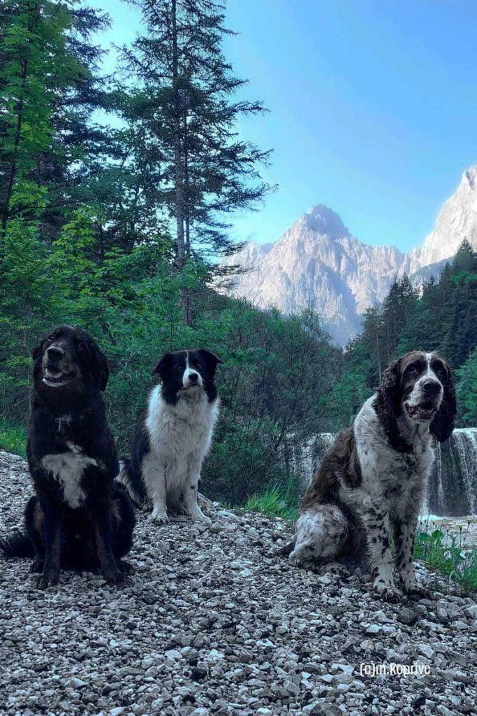 Trio adijo. Pasja druščina na poti proti Koči v Krnici