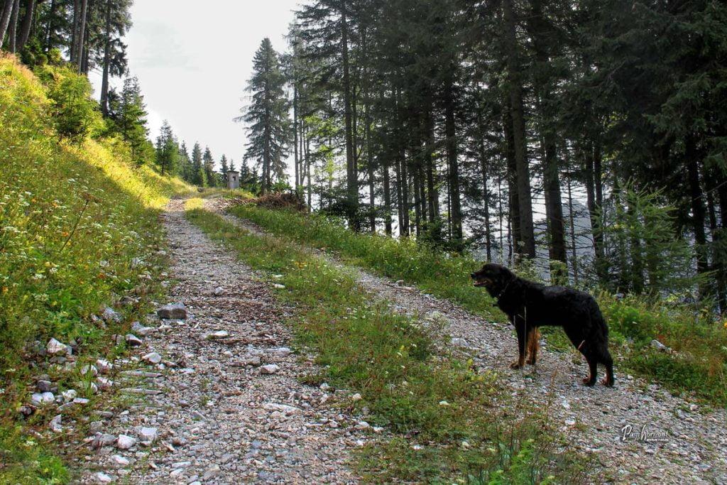 Pot pred lovsko opazovalnico na Pristovškem Storžiču (Kärntner Storschitz)
