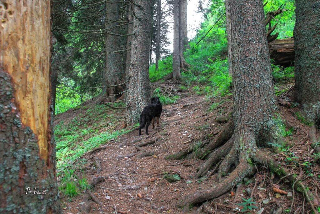 Gozdna pot med koreninami , Pristovški storžič (Kärntner Storschitz)