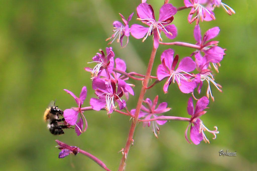 Ozkolistno ciprje (chamerion angustifolium) s čebelico